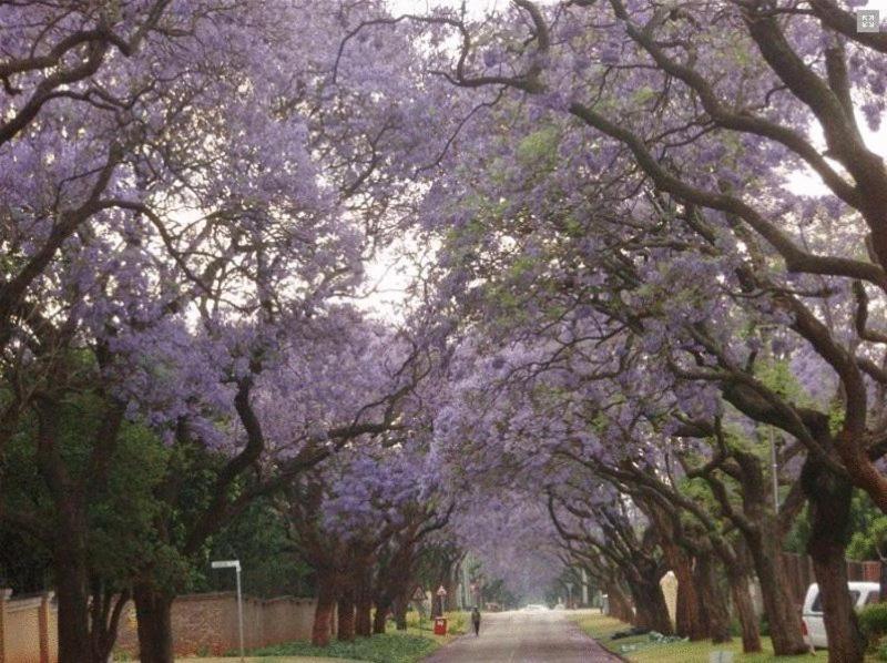 Goodey'S Guesthouse Pretoria-Noord Kültér fotó